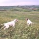 <p>Cani da Caccia a Lavoro..</p>